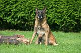 MALINOIS 1076